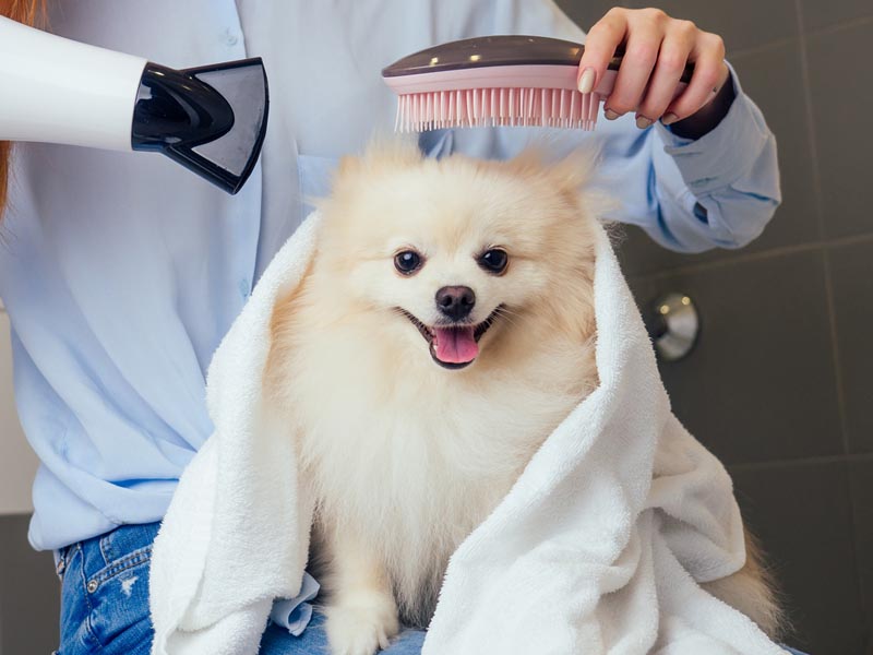 Cuidados Completos para seu Pet: Banho e Tosa, Saúde e Bem-Estar!