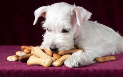 Evite Chocolates e Mantenha seu Amigo de Quatro Patas Saudável!