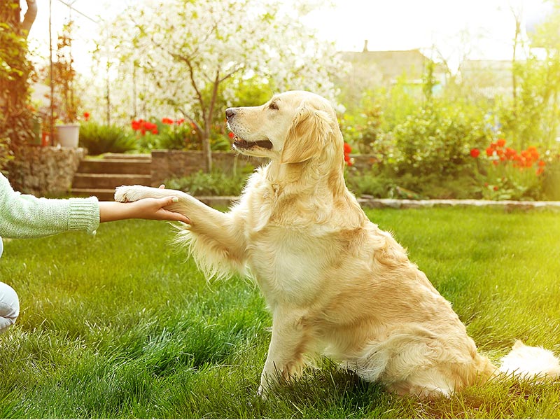 Evite Dor e Problemas nas Patas com Cuidados Simples!