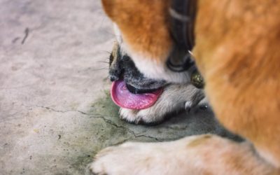 Seu pet é alérgico? Coça ou lambe as patas?