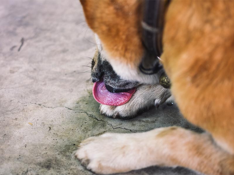 Seu pet é alérgico? Coça ou lambe as patas?